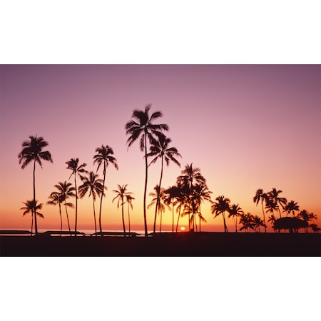 Biggies Scenes Window Well Scenes-Palm, 120 in wide x 60 in high BG-WW-PLM-120